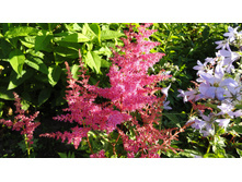 ���� ��� ����