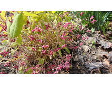 ������� �����