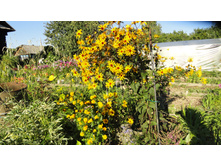 ��������� ������ ����