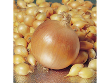 �������� (������ 10-21) 154���. �� 900�., 77���. �� 450�. (� ������ ������ ���������� ������� �� 450�.).jpg