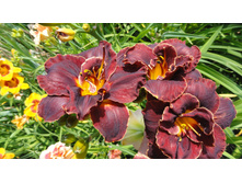 ���� �����