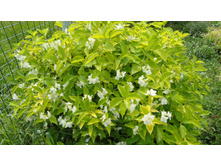 ������ ������������