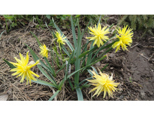 ������� Rip Van Winkle