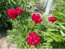 ���� ��������� ������- 100 ���.  ���� 9 ����!!!