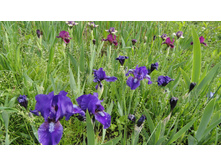 DSC05897 — �����.JPG