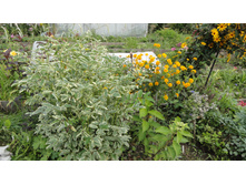 ����������� �����������