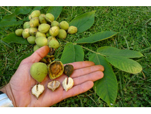 ���� ������������.jpg