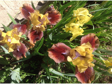 ����  Being Busy