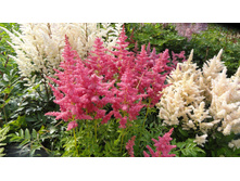 ���� ������