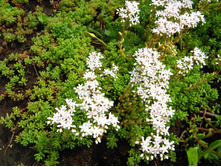 ����� ����������*