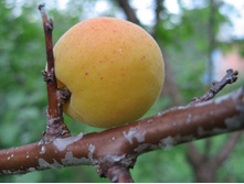 ������� ���������