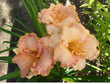 ��������� ����+�����. ����.(���)