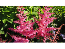 ���� ��� ����