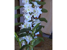 ���������� ������ ( ���� )