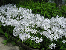 ����� ������������� ���� ������. 100 �