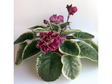 ��-������(����)