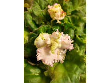 IMG 20161225 105335 HDR.jpg