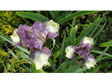 DSC06055 — �����.JPG