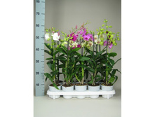 ���������� ���� - 450 - 600  ���.