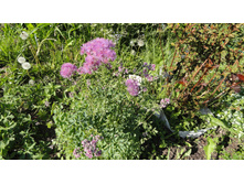 ����������� �����������