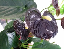 �������� ���� ����