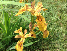 ���� �������� ������