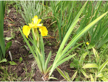 ���� �������� �����������