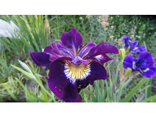 ���� ��������� ������ ����