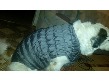 ������������   pupsiki