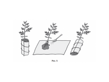 163264329-rassada v pelenkah.png