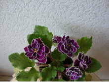 ��-���� ����� ���.JPG