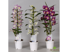 ���������� ������ ( ���� ) - 500- 600  ���.