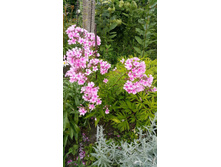 ������� ����