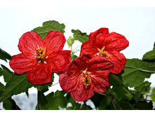 �������� Bella Red