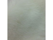 ���***�� �����