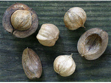 ���� ����� ��������.jpg