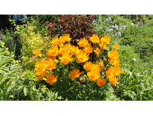 ���������� ��������� ���� ����