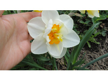 ������� �����������