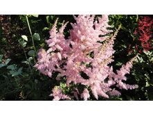 ���� ��� ����