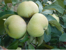 ������ "��������" 240�