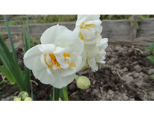 ������� Cheerflness