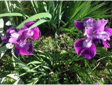 ���� ��������� �������� ��� �����