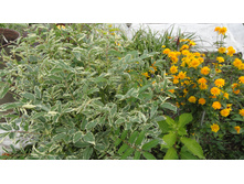 ����������� �����������