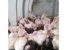 ���� 2 ������ �����