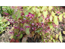 ������� �����