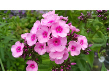 ����   ����