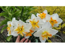 ������� �������