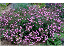 ��������� 100 �