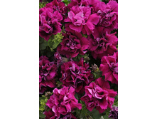 ���� ������. 50 �