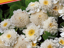 �������� ����� ������� ������ 10�� ������� 27,30���.[���.��000000416]